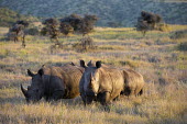 Family of white rhino graze dusk,negative space,rhinos,rhino,horn,horns,herbivores,herbivore,vertebrate,mammal,mammals,terrestrial,Africa,African,savanna,savannah,safari,White rhinoceros,Ceratotherium simum,Herbivores,Rhinocerou