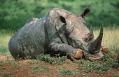 White rhinoceros sleeping tired,sleep,sleepy,sleeping,fed up,grumpy,rhinos,rhino,horn,horns,herbivores,herbivore,vertebrate,mammal,mammals,terrestrial,Africa,African,savanna,savannah,safari,water hole,watering hole,reflection,