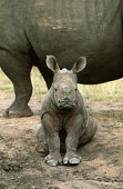 White rhinoceros calf sat on ground looking grumpy calf,young,juvenile,baby,sitting,sulk,sulking,grumpy,rhinos,rhino,horn,horns,herbivores,herbivore,vertebrate,mammal,mammals,terrestrial,Africa,African,savanna,savannah,safari,White rhinoceros,Ceratoth
