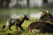 Mother waterbuck and new born covered in placenta mother and calf,calf,juvenile,young,baby,babies,new born,birth,placenta,antelope,antelopes,herbivores,herbivore,vertebrate,mammal,mammals,terrestrial,ungulate,horns,horn,Africa,African,savanna,savanna
