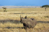 Black rhinoceros in grassland negative space,grass,grassland,shallow focus,rhinos,rhino,horn,horns,herbivores,herbivore,vertebrate,mammal,mammals,terrestrial,Africa,African,savanna,savannah,safari,Black rhinoceros,Diceros bicornis