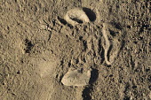 Footprint of the Northern white rhinoceros, extinct in the wild. hove,hooves,hoof,digits,toes,feet,foot,footprints,footprint,foot print,tracks,dirt,mud,soil,ground,earth,Ceratotherium simumcottoni,extinct in the wild,poached,poaching,Northern White Rhino,Northern