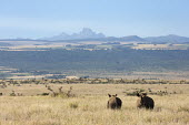 Black rhinoceros with Mount Kenya in the background landscape,negative space,grass,grassland,shallow focus,rhinos,rhino,horn,horns,herbivores,herbivore,vertebrate,mammal,mammals,terrestrial,Africa,African,savanna,savannah,safari,Black rhinoceros,Dicero