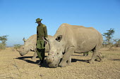 Rhinos with keeper, one of two sub-species of the white rhinoceros, extinct in the wild. conservation,protection,protect,conserve,reserve,reservation,protected,keeper,warden,wardens,guard,guards,human intervention,human,Ceratotherium simumcottoni,extinct in the wild,poached,poaching,North