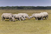 Two groups of rhino meet. herd,herds,group,crash,meeting,gathering,gather,rhinos,rhino,horn,horns,herbivores,herbivore,vertebrate,mammal,mammals,terrestrial,Africa,African,savanna,savannah,safari,White rhinoceros,Ceratotherium