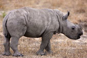 Side view of baby rhinoceros calf,rhinos,rhino,horn,horns,herbivores,herbivore,vertebrate,mammal,mammals,terrestrial,Africa,African,savanna,savannah,safari,White rhinoceros,Ceratotherium simum,Herbivores,Rhinocerous,Rhinocerotida