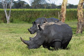 White rhinoceros covered in mud to protect itself from parasites and extreme heat mud,mud bath,bath time,cool,behaviour,rhinos,rhino,horn,horns,herbivores,herbivore,vertebrate,mammal,mammals,terrestrial,Africa,African,savanna,savannah,safari,White rhinoceros,Ceratotherium simum,Her