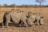 Two White Rhinoceros grazing oxpecker,Buphagus erythrorhynchus,bird,birds,birdlife,symbiosis,symbiotic,hitch hiker,symbiotic relationship,symbiotic relationships symbiotic relationship,symbiotic relationships rhinos,rhino,herbivo