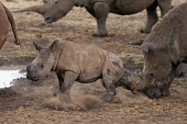 White rhinoceros calf kicking up sand with adolescents and Mother at a waterhole mother and calf,dust,mud bath,calf,young,juvenile,baby,parent,rhinos,rhino,horn,horns,herbivores,herbivore,vertebrate,mammal,mammals,terrestrial,Africa,African,savanna,savannah,safari,White rhinoceros