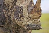Close up of the square mouth of white rhino. mud bath,rhinos,rhino,horn,horns,herbivores,herbivore,vertebrate,mammal,mammals,terrestrial,Africa,African,savanna,savannah,safari,White rhinoceros,Ceratotherium simum,Herbivores,Rhinocerous,Rhinocero