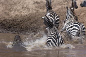 Grevy's zebra escaping a crocodile ambush prey,victim,crossing,migration,danger,dangerous,food,eaten,dinner time,crocodile,Nile crocodile,croc,Crocodylus niloticus,attack,ambush,predator,predation,Equus burchelli,Burchell's zebra,striped,stri