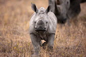 Front view of baby rhinoceros walking with mother mother and calf,calf,negative space,rhinos,rhino,horn,horns,herbivores,herbivore,vertebrate,mammal,mammals,terrestrial,Africa,African,savanna,savannah,safari,White rhinoceros,Ceratotherium simum,Herbi