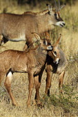 Two roan antelope calves nuzzle calves,calf,young,juvenile,friends,siblings,babies,antelope,antelopes,herbivores,herbivore,vertebrate,mammal,mammals,terrestrial,ungulate,horns,horn,Africa,African,nuzzle,hug,Roan antelope,Hippotragus