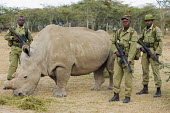 Rhino with armed guards, one of two sub-species of the white rhinoceros, extinct in the wild. guns,gun,armed guard,conservation,protection,protect,conserve,reserve,reservation,protected,keeper,warden,wardens,guard,guards,human intervention,human,Ceratotherium simumcottoni,extinct in the wild,