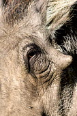 Warthog grazing on short grass. eye,face,close up,warthog,Phacochoerus,pig,pigs,hog,hogs,herbivores,herbivore,vertebrate,mammal,mammals,terrestrial,Africa,African,savanna,savannah,safari,Suidae,Cetartiodactyla,Desert warthog,Phacoch