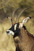 Face of a roan antelope antelope,antelopes,herbivores,herbivore,vertebrate,mammal,mammals,terrestrial,ungulate,horns,horn,Africa,African,Roan antelope,Hippotragus equinus,Herbivores,Chordates,Chordata,Bovidae,Bison, Cattle,