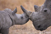 Baby white rhinoceros nuzzling its mother mother and calf,calf,negative space,rhinos,rhino,horn,horns,herbivores,herbivore,vertebrate,mammal,mammals,terrestrial,Africa,African,savanna,savannah,safari,White rhinoceros,Ceratotherium simum,Herbi