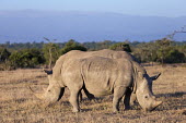 Side view of a white rhinoceros in Kenya. rhinos,rhino,horn,horns,herbivores,herbivore,vertebrate,mammal,mammals,terrestrial,Africa,African,savanna,savannah,safari,White rhinoceros,Ceratotherium simum,Herbivores,Rhinocerous,Rhinocerotidae,Per