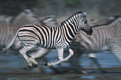 Plains zebra panicking at waterhole. Digitally enhanced. panicked,panic,run,running,shallow focus,herd,gallop,galloping,predation,Equus burchelli,Burchell's zebra,striped,stripes,herbivores,herbivore,vertebrate,mammal,mammals,terrestrial,Africa,African,sava