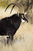 Sable antelope form herds of 10 to 30 females and calves led by a single male, called a bull. male,largest antelope,antelope,antelopes,herbivores,herbivore,vertebrate,mammal,mammals,terrestrial,ungulate,horns,horn,Africa,African,Sable antelope,Hippotragus niger,Herbivores,Mammalia,Mammals,Chor
