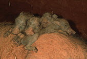 Warthog, 8 day old piglets in burrow sleep on mother for warmth. warthog,Phacochoerus,pig,pigs,hog,hogs,herbivores,herbivore,vertebrate,mammal,mammals,terrestrial,Africa,African,savanna,savannah,safari,young,babies,sleeping,sleep,burrow,dirt,safe,home,bed,piglet,pi