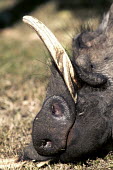 Warthog grazing on short grass. happy,sleep,sleeping,rest,resting,siesta,tusk,tusks,nose,nostrils,mouth,warthog,Phacochoerus,pig,pigs,hog,hogs,herbivores,herbivore,vertebrate,mammal,mammals,terrestrial,Africa,African,savanna,savanna