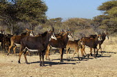 Sable antelope form herds of 10 to 30 females and calves led by a single male, called a bull. herd,group,gathering,tagged,largest antelope,antelope,antelopes,herbivores,herbivore,vertebrate,mammal,mammals,terrestrial,ungulate,horns,horn,Africa,African,Sable antelope,Hippotragus niger,Herbivore