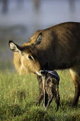 Mother waterbuck cleans placenta off new born mother and calf,calf,juvenile,young,baby,babies,new born,birth,placenta,eating,feeding,nutrients,behaviour,antelope,antelopes,herbivores,herbivore,vertebrate,mammal,mammals,terrestrial,ungulate,horns,