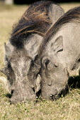 Warthog grazing on short grass. grazing,grazers,couple,pair,cuddle,nuzzle,relationship,warthog,Phacochoerus,pig,pigs,hog,hogs,herbivores,herbivore,vertebrate,mammal,mammals,terrestrial,Africa,African,savanna,savannah,safari,Suidae,C