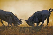 Rutting bulls fight for dominance wildebeest,brindled gnu,antelope,antelopes,herbivores,herbivore,vertebrate,mammal,mammals,terrestrial,ungulate,horns,horn,Africa,African,savanna,savannah,safari,Blue wildebeest,Connochaetes taurinus,H