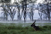 Waterbuck resting in a misty flooded field mist,fog,wetland,flooded plain,atmosphere,dew,antelope,antelopes,herbivores,herbivore,vertebrate,mammal,mammals,terrestrial,ungulate,horns,horn,Africa,African,savanna,savannah,safari,Waterbuck,Kobus e