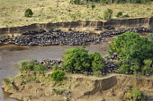 Aerial view of wildebeest trapped by high cliffs while crossing the Mara river. river,river crossing,rivers,rivers and streams,migrate,migration,crossing,journey,commute,herd,group,mass,wildebeest,brindled gnu,antelope,antelopes,herbivores,herbivore,vertebrate,mammal,mammals,terr