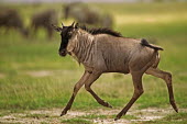 Blue wildebeest on the move wildebeest,brindled gnu,antelope,antelopes,herbivores,herbivore,vertebrate,mammal,mammals,terrestrial,ungulate,horns,horn,Africa,African,savanna,savannah,safari,Blue wildebeest,Connochaetes taurinus,H