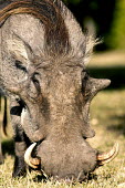Warthog grazing on short grass. face,tusk,tusks,warthog,Phacochoerus,pig,pigs,hog,hogs,herbivores,herbivore,vertebrate,mammal,mammals,terrestrial,Africa,African,savanna,savannah,safari,Suidae,Cetartiodactyla,Desert warthog,Phacochoe