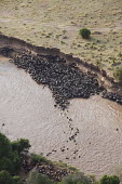 Aerial view of wildebeest trapped by high cliffs while crossing the Mara river. river,river crossing,rivers,rivers and streams,migrate,migration,crossing,journey,commute,herd,group,mass,wildebeest,brindled gnu,antelope,antelopes,herbivores,herbivore,vertebrate,mammal,mammals,terr