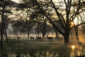Waterbuck at sunrise in misty flooded woodland antelope,antelopes,herbivores,herbivore,vertebrate,mammal,mammals,terrestrial,ungulate,horns,horn,Africa,African,savanna,savannah,safari,dawn,forest,woodland,sunrise,mist,fog,atmosphere,atmospheric,su