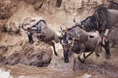 Wildebeest leaping in to water to cross the Mara river, this is part of the annual migration. leap,leaping,jump,jumping,chaos,chaotic,wild,panic,panicked,river,river crossing,rivers,rivers and streams,migrate,migration,crossing,journey,commute,herd,group,mass,wildebeest,brindled gnu,antelope,a