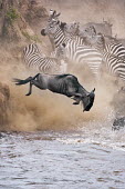 Wildebeest leaping in to water to cross the Mara river, this is part of the annual migration. leap,leaping,jump,jumping,chaos,chaotic,wild,panic,panicked,river,river crossing,rivers,rivers and streams,migrate,migration,crossing,journey,commute,herd,group,mass,wildebeest,brindled gnu,antelope,a