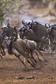 Wildebeest running out of the Mara river on their annual migration. migrate,migration,crossing,journey,commute,herd,group,mass,wildebeest,brindled gnu,antelope,antelopes,herbivores,herbivore,vertebrate,mammal,mammals,terrestrial,ungulate,horns,horn,Africa,African,sava