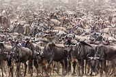 A massive herd of wildebeest on their annual migration. migrate,migration,crossing,journey,commute,herd,group,mass,wildebeest,brindled gnu,antelope,antelopes,herbivores,herbivore,vertebrate,mammal,mammals,terrestrial,ungulate,horns,horn,Africa,African,sava