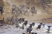 Wildebeest and zebra crossing the Mara river on their annual migration. river,river crossing,rivers,rivers and streams,migrate,migration,crossing,journey,commute,herd,group,mass,wildebeest,brindled gnu,antelope,antelopes,herbivores,herbivore,vertebrate,mammal,mammals,terr