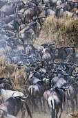 Blue wildebeest on their annual migration. migrate,migration,crossing,journey,commute,herd,group,mass,wildebeest,brindled gnu,antelope,antelopes,herbivores,herbivore,vertebrate,mammal,mammals,terrestrial,ungulate,horns,horn,Africa,African,sava