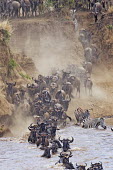 Wildebeest crossing the Mara river on their annual migration. river,river crossing,rivers,rivers and streams,migrate,migration,crossing,journey,commute,herd,group,mass,wildebeest,brindled gnu,antelope,antelopes,herbivores,herbivore,vertebrate,mammal,mammals,terr