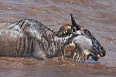 Nile crocodile catching blue wildebeest in the Mara river croc,crocodiles,reptile,hungry,teeth,jaws,prey,victim,danger,dangerous,food,eaten,dinner time,attack,ambush,predator,predation,river,river crossing,rivers,rivers and streams,migrate,migration,crossing