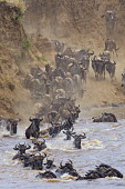 Wildebeest and zebra crossing the Mara river on their annual migration. river,river crossing,rivers,rivers and streams,migrate,migration,crossing,journey,commute,herd,group,mass,wildebeest,brindled gnu,antelope,antelopes,herbivores,herbivore,vertebrate,mammal,mammals,terr