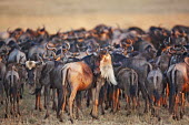 Herd of wildebeest on their annual migration. migrate,migration,crossing,journey,commute,herd,group,mass,wildebeest,brindled gnu,antelope,antelopes,herbivores,herbivore,vertebrate,mammal,mammals,terrestrial,ungulate,horns,horn,Africa,African,sava