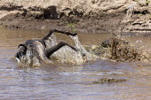 Wildebeest falling prey to a Nile crocodile in an attempt to cross the Mara river. croc,crocodile,crocodiles,Crocodylus niloticus,reptile,hungry,teeth,jaws,prey,victim,danger,dangerous,food,eaten,dinner time,attack,ambush,predator,predation,river,river crossing,rivers,rivers and str