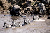 Plains zebra migration crossing Mara river. river,rivers,rivers and streams,crossing,migration,Equus burchelli,Burchell's zebra,striped,stripes,herbivores,herbivore,vertebrate,mammal,mammals,terrestrial,Africa,African,savanna,savannah,safari,ze