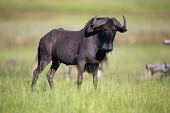 Black wildebeest, also knows as a white-tailed gnu. migrate,migration,crossing,journey,commute,herd,group,mass,wildebeest,brindled gnu,antelope,antelopes,herbivores,herbivore,vertebrate,mammal,mammals,terrestrial,ungulate,horns,horn,Africa,African,sava