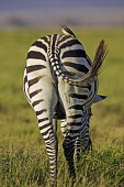 Plains zebra with red billed oxpeckers that comb the animal for ticks and other parasites. Martin Harvey oxpecker,Buphagus erythrorhynchus,bird,birds,birdlife,Equus burchelli,Burchell's zebra,striped,stripes,herbivores,herbivore,vertebrate,mammal,mammals,terrestrial,Africa,African,savanna,savannah,safari,zebra,wild horse,horse,horses,equid,equine,shallow focus,eye,eyes,bill,beak,red,black and white,negative space,Plains zebra,Equus quagga,Herbivores,Chordates,Chordata,Perissodactyla,Odd-toed Ungulates,Equidae,Horses, Donkeys, Zebras,Mammalia,Mammals,Least Concern,quagga,Streams and rivers,Ponds and lakes,Equus,Terrestrial,Savannah,Herbivorous,Temporary water,Animalia,IUCN Red List,Near Threatened